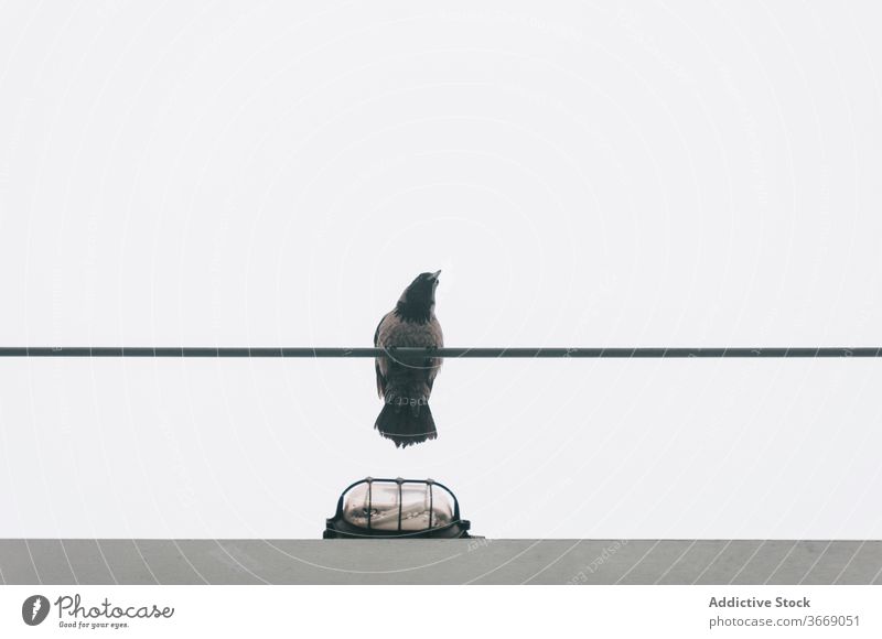 Vogel sitzt auf Kabel in der Stadt Großstadt Rabe grau Himmel bedeckt Tier Draht elektrisch Windstille ruhig urban sitzen Umwelt Gelassenheit trist dumpf