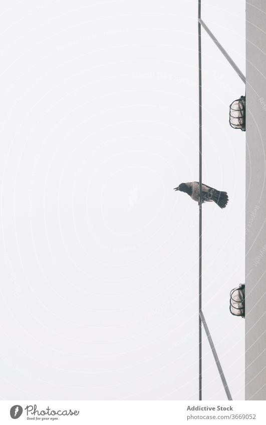 Vogel sitzt auf Kabel in der Stadt Großstadt Rabe grau Himmel bedeckt Tier Draht elektrisch Windstille ruhig urban sitzen Umwelt Gelassenheit trist dumpf
