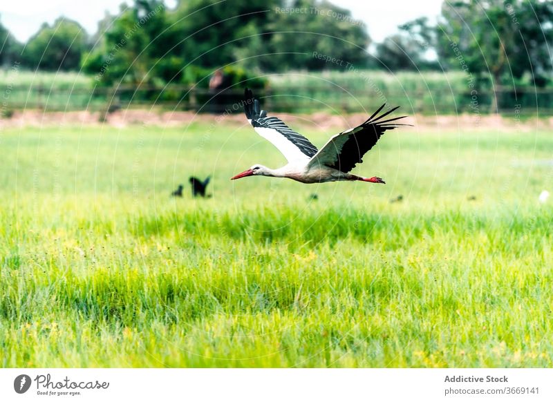 Storch fliegt über grünes Gras Fliege Feld Vogel Feuchtgebiet Lebensraum Katalonien der parc natural dels aiguamolls de l emporda Spanien natürlich Gegend Natur