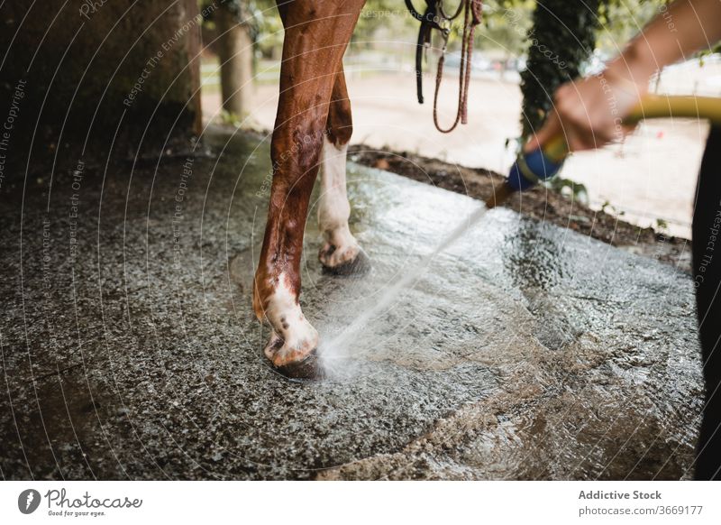 Reiterin wäscht Pferd auf Ranch Waschen Wasser Frau Schlauch Pflege Pferdestall Hygiene Tier Jockey Werkzeug Gerät Zügel Zaumzeug pferdeähnlich beschäftigt