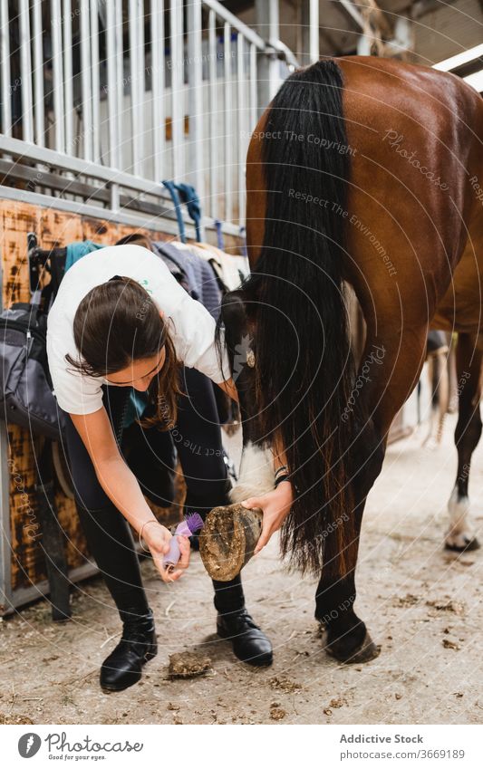 Frau säubert den Huf eines Pferdes Sauberkeit Jockey Hufeisen Pflege Pferdestall Tier Werkzeug Reiterin beschäftigt Besitzer pferdeähnlich Haustier Kastanie