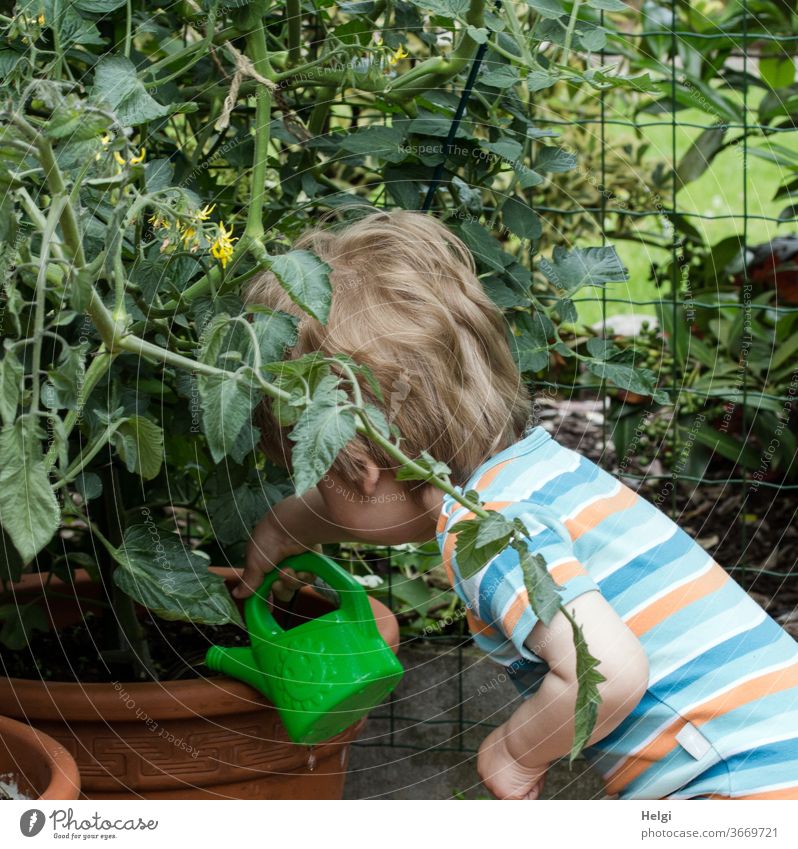 urban gardening - Kleinkind gießt Tomatenpflanzen, die in einem Topf wachsen Kind Pflanze Gießkanne gießen pflegen versorgen Garten Farbfoto Wasser