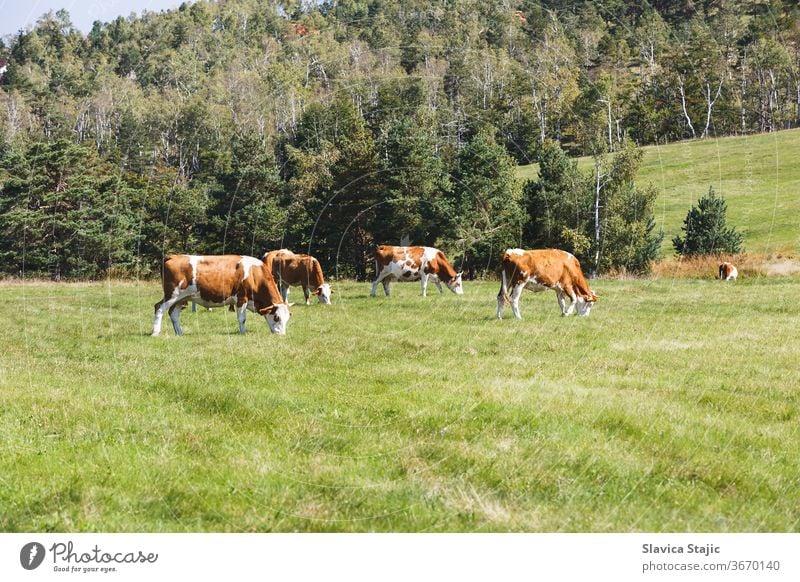 Kühe auf einer grünen Sommerwiese an einem sonnigen Tag Ackerbau Tier Tiere Hintergrund Rindfleisch braun Land Landschaft Kuh Molkerei heimisch essen Gesicht