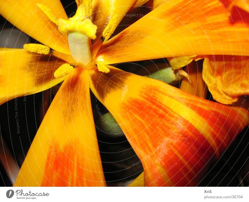 Tulpe Blume Pflanze Blüte rot Detailaufnahme Nahaufnahme Makroaufnahme orange