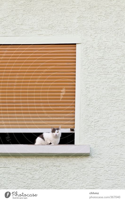 Guillotine Haustier Katze 1 Tier Blick sitzen Neugier weiß gefährlich Gebäude Fenster Wand Putz Rollladen Jalousie Spalte Luft Lamelle Fensterbrett Farbfoto
