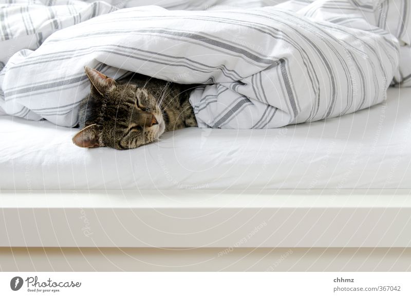 Penntüte Tier Haustier Katze 1 liegen schlafen kuschlig grau weiß träumen ruhig Halbschlaf zudecken Bett Bettwäsche Streifen Farbfoto Gedeckte Farben