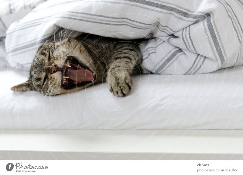 Nehmt euch in Acht, ich bin erwacht. Möbel Bett Bettwäsche Bettlaken Bettdecke Fell Tier Haustier Katze Krallen Pfote 1 liegen schlafen ruhig Trägheit bequem