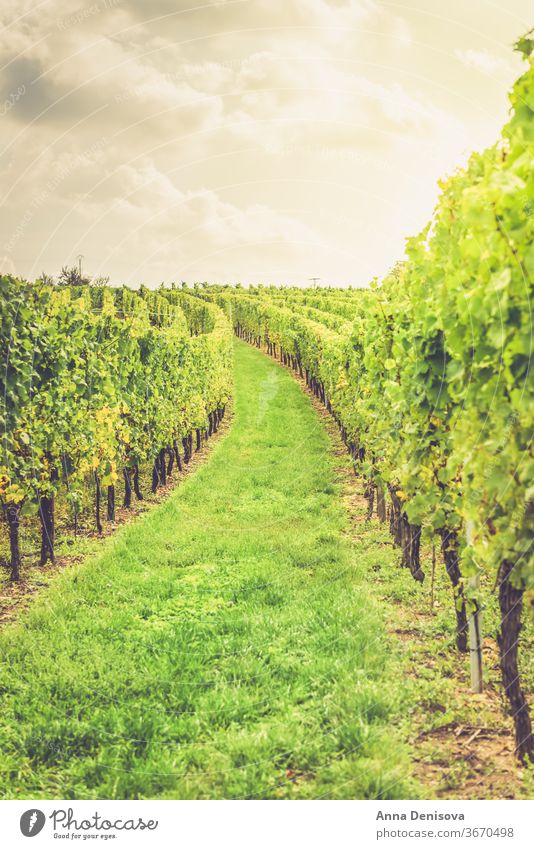 Weinberge bei Sonnenuntergang während der Erntezeit im Herbst Trauben Weingut Kalifornien Frankreich Elsass Hintergrund Ackerbau wachsend Landschaft Bauernhof