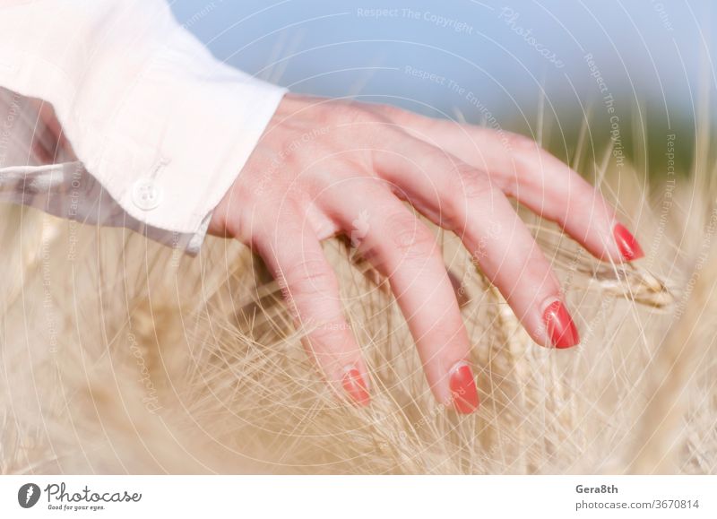 weibliche Finger, die Ährchen von Weizen berühren Ackerbau Herbst Hintergrund blau Botanik bowery hell Pflege Nahaufnahme Farbe Ernte Tag Bauernhof Frau Feld