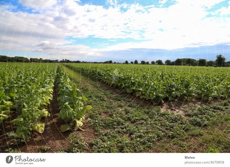Grüne Tabakpflanzen auf einem Feld in Rheinland-Pfalz Ackerbau Biografie Blütezeit Karibik Zigarre Zigarette Land Landschaft Ernte Zeichnung Bauernhof
