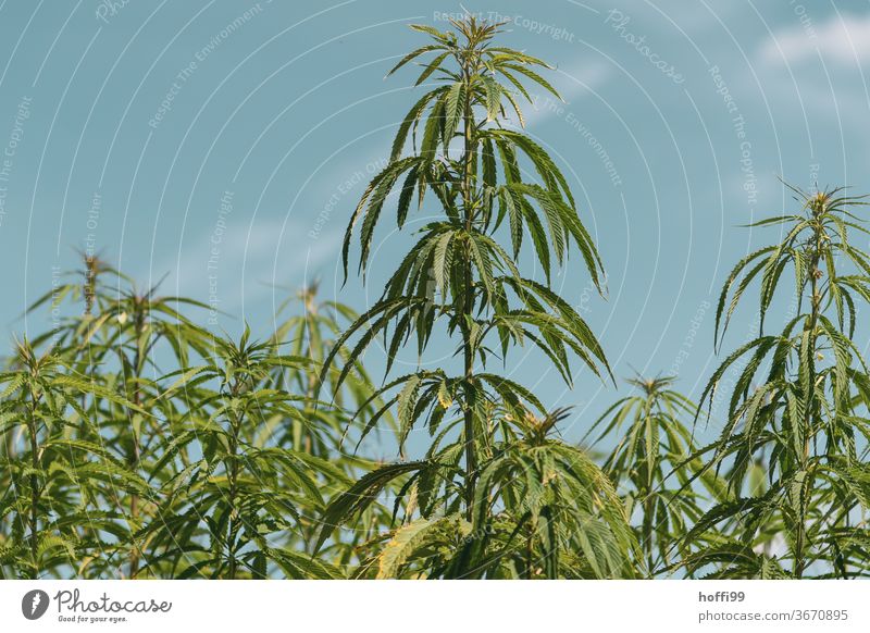 Hanf - überall Hanf hanfpflanze Hanfgewächs Pflanze Rauschmittel Cannabis grün Cannabisblatt Alternativmedizin Nutzpflanze Blatt Medikament Tag THC Wachstum