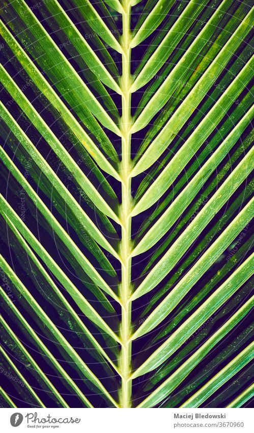Nahaufnahme eines Palmenblattes, Naturhintergrund. Blatt Handfläche Hintergrund tropisch Sommer grün Pflanze exotisch Muster gefiltert Einfluss abschließen