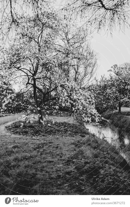 Magnolien Zauber - Magnolienbaum in voller Blüte Baum Park Schwarzweißfoto Weiß Natur Blühen Bach Trauer Trauerkarte Hoffnung Gras traumhaft Frühling Depression