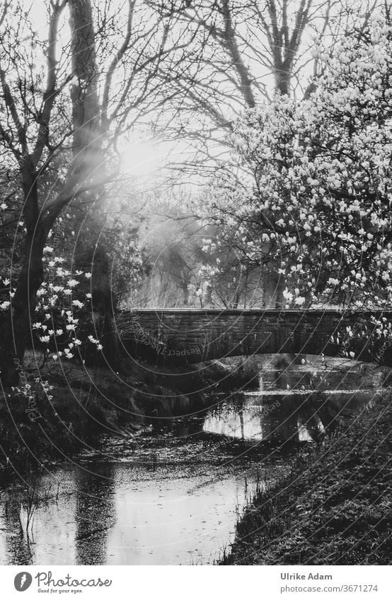 Idyllischer Sonnenaufgang im Park Magnolien Magnolienbaum Schwarz-weiß Fluss Brücke Frühling April Sonnenstrahlen Reflektion Spiegelung Baum Garten Steinbrücke