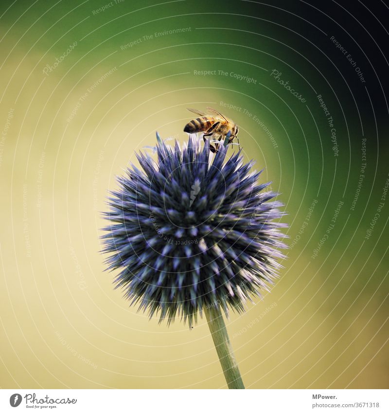 biene auf stachliger blume Biene Wespen Blume stachelig Insekt Makroaufnahme Tier Blüte Natur Pflanze