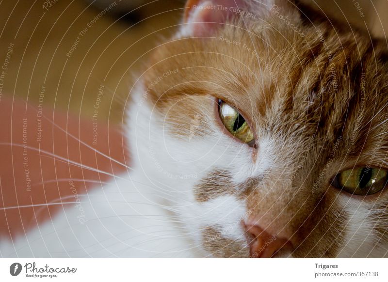 schau mir in die Augen Katze 1 Tier orange Langeweile Erholung Gelassenheit Farbfoto Innenaufnahme Textfreiraum links Tag Schwache Tiefenschärfe Tierporträt