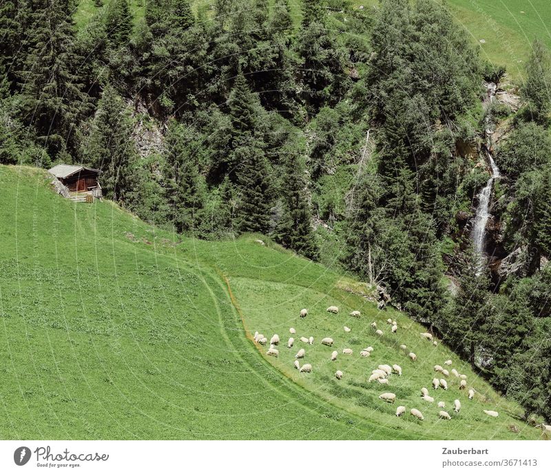 Blick auf eine Weide mit Schafen, Wasserfall und Hütte in Südtirol Weg Wiese grün Idylle idyllisch wandern Wanderung Wanderlust Natur Landschaft