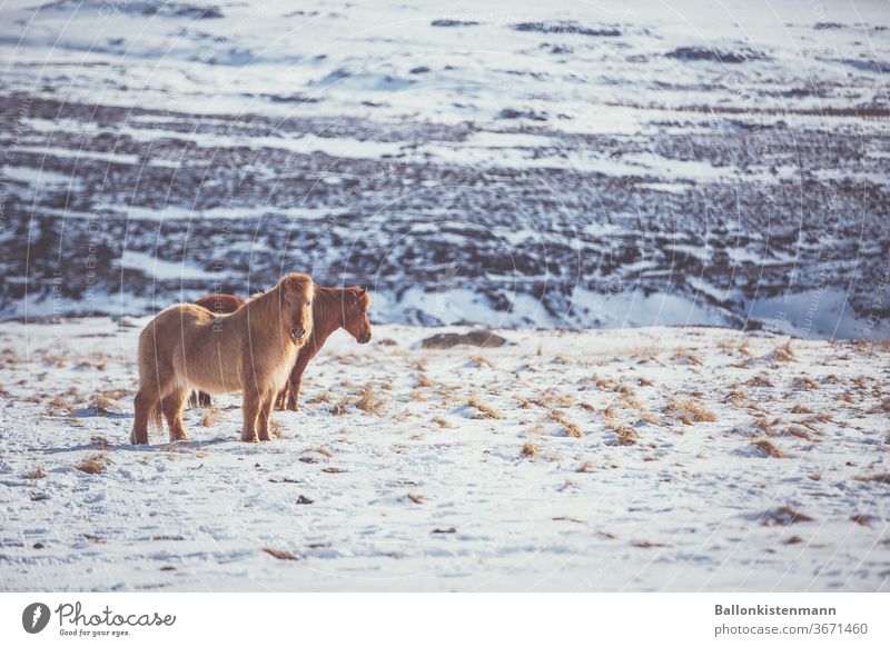 Island Inventar 34 Island Ponys Pferd Schnee Warmes Licht Landschaft schneebedeckt Wiese Koppel Fell Ruhe