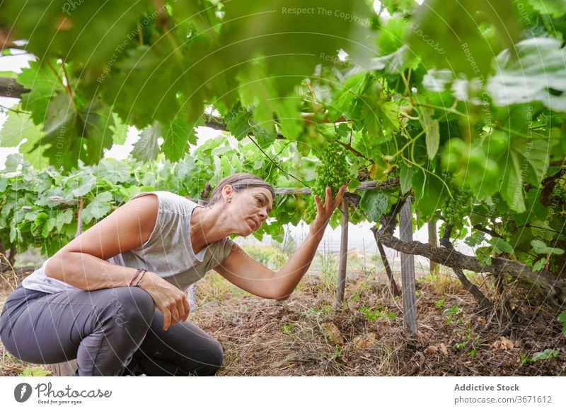 Frau pflückt Trauben auf dem Bauernhof abholen Frucht pflücken Sommer Landwirt Garten Natur Ernte kultivieren Schonung frisch Ackerbau Landschaft ländlich