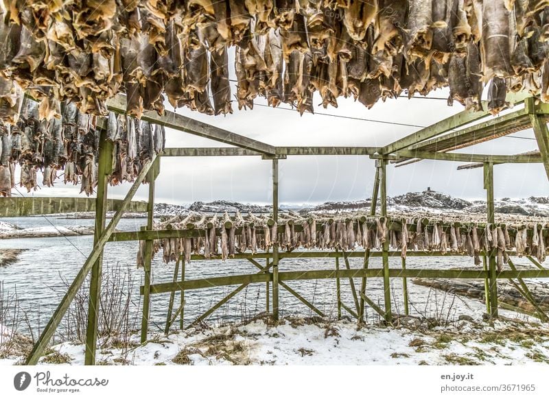 Stockfisch auf den Lofoten Fisch hängen trocknen Gestell Norwegen Skandinavien Norden Winter kalt Kälte aufhängen Lager Nahrung Essen grün Wasser Fjord Meer