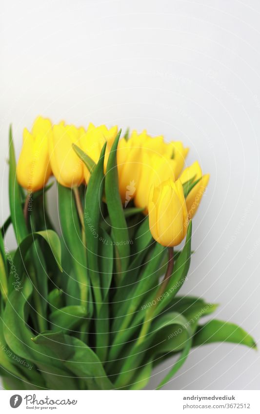 Gelbe Tulpenblüten, isoliert auf weißem Hintergrund, für Ihre kreative Gestaltung und Dekoration gelb vereinzelt Blumen Haufen Vase Blumenstrauß schön Frühling