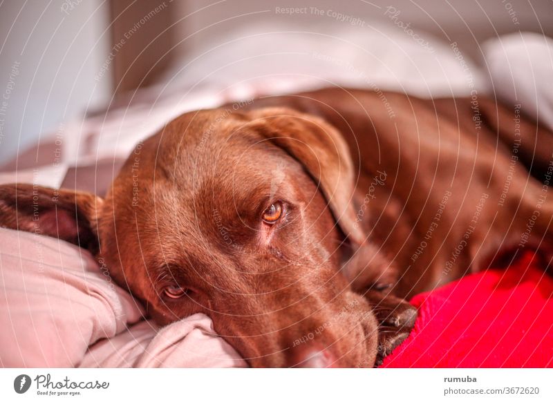 Brauner müder Labrador Wohlgefühl Erholung Sommerurlaub Schönes Wetter Garten Haustier Hund Pfote genießen liegen Coolness Freundlichkeit kuschlig niedlich