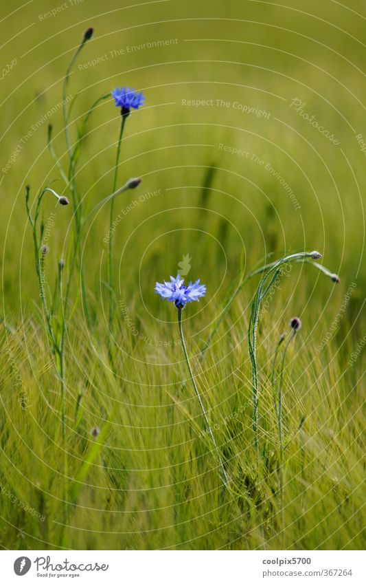 Kornblumen Pflanze Sommer Blüte Nutzpflanze Wildpflanze Feld blau grün violett elegant Farbfoto Außenaufnahme Licht Schatten Kontrast Starke Tiefenschärfe