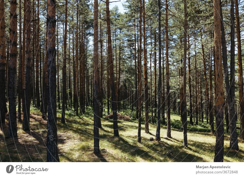 Kiefernwald an einem sonnigen Sommertag Hintergrund Balken schön Niederlassungen Land Tag Schmutz Umwelt Europa Evergreens Tanne Laubwerk Wald grün