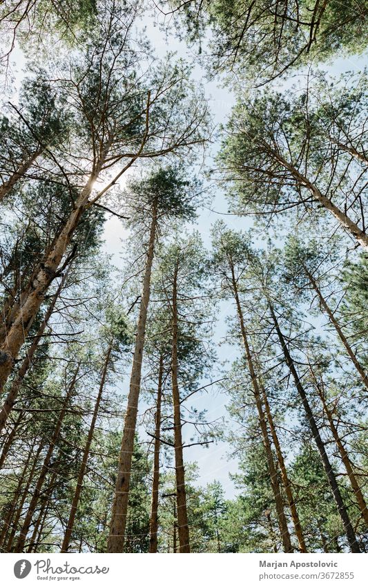 Kiefernwald an einem sonnigen Sommertag Hintergrund Balken schön Niederlassungen Land Tag Schmutz Umwelt Europa Evergreens Tanne Laubwerk Wald grün