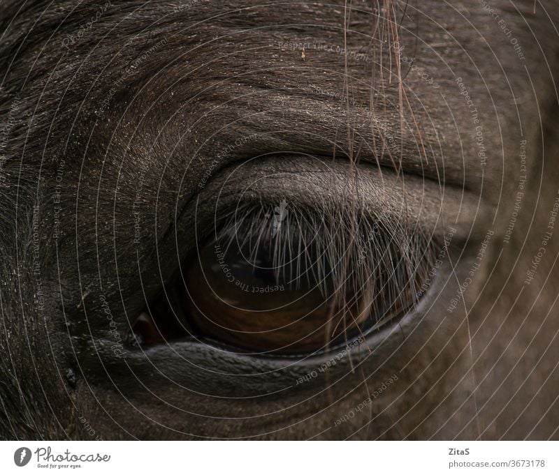Nahaufnahme des Auges eines dunklen Pferdes schwarz Tier Pflanzenfresser Detailaufnahme Wimpern Augenlid braun dunkel