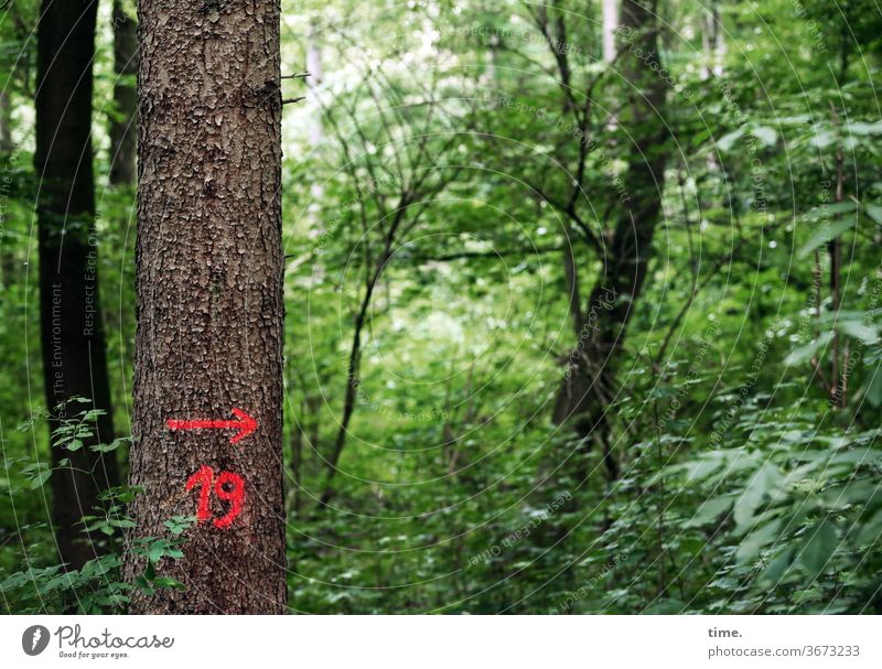 19wasauchimmer | Baum & Botschaft wachstum überwuchert Grün unkontrolliert märchen verwunschen überwachsen Natur nachhaltig umwelt pflanze wald baum pfeil