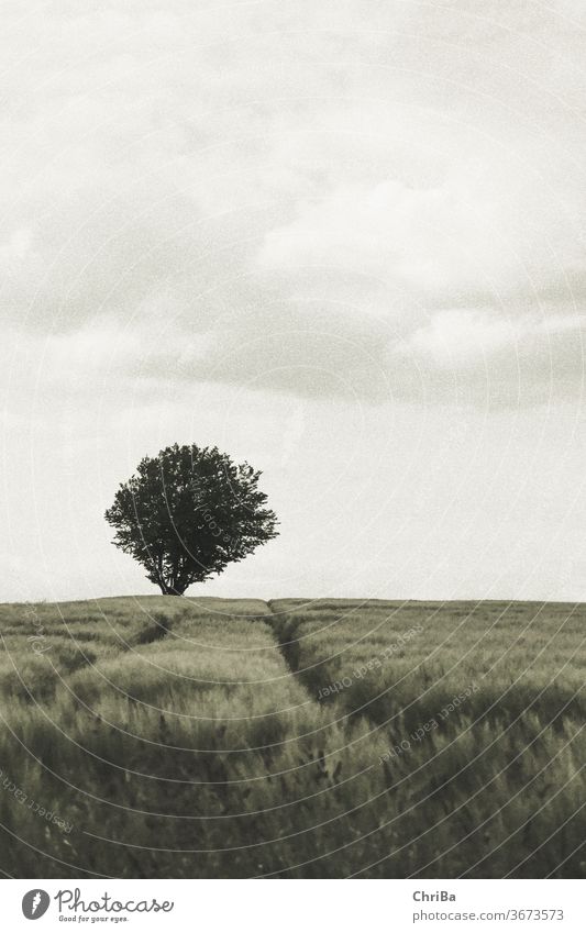 Ein Baum horizont kornfeld baum einzeln Kornfeld Wolken Natur Sommer Landschaft Farbfoto Außenaufnahme Getreide Menschenleer grün Landwirtschaft Weizen Pflanze