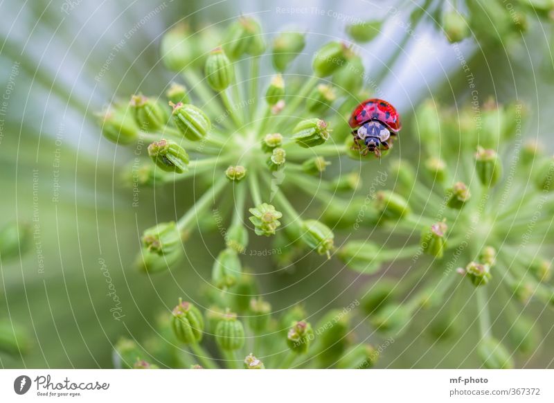 Schau mir in die Augen... Tier Käfer 1 blau grün rot Farbfoto Außenaufnahme Makroaufnahme Menschenleer Tierporträt Blick