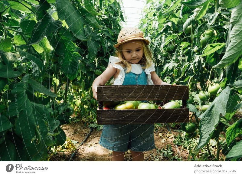 Kleines Mädchen trägt Box mit sortierten Tomaten im Gewächshaus führen Kasten Gartenbau Buchse bewachsen charmant Baum unreif Harmonie organisch idyllisch