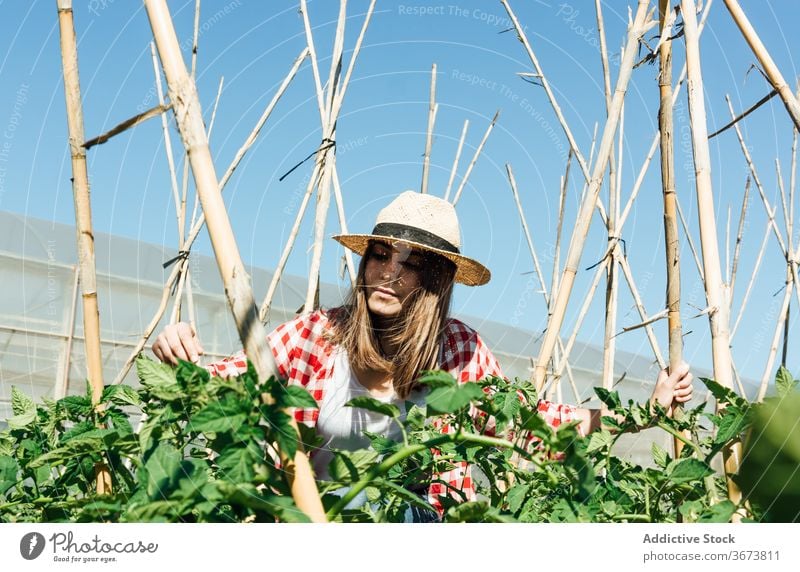 Gärtner berührt Blatt von Tomatenstrauch im Sommer Gartenbau stachelig grün kultivieren Wachstum kleben hölzern idyllisch hell Kniebeuge Gartenarbeit Frieden
