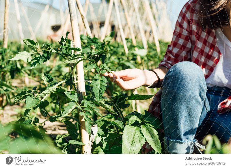Gesichtslose Gärtner berühren Blatt von Tomatenstrauch im Sommer Gartenbau stachelig grün kultivieren Wachstum kleben hölzern idyllisch hell Kniebeuge