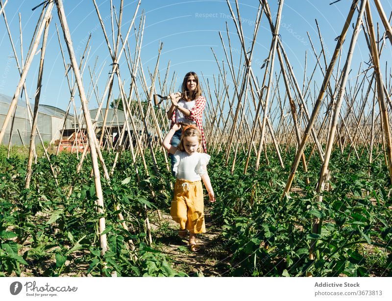 Glückliche Frau und kleines Mädchen sammeln frisches Gemüse unter blauem Himmel Mutter Tochter Ernte pflücken sortiert Tomate Buchse Gartenbau Zuneigung sanft