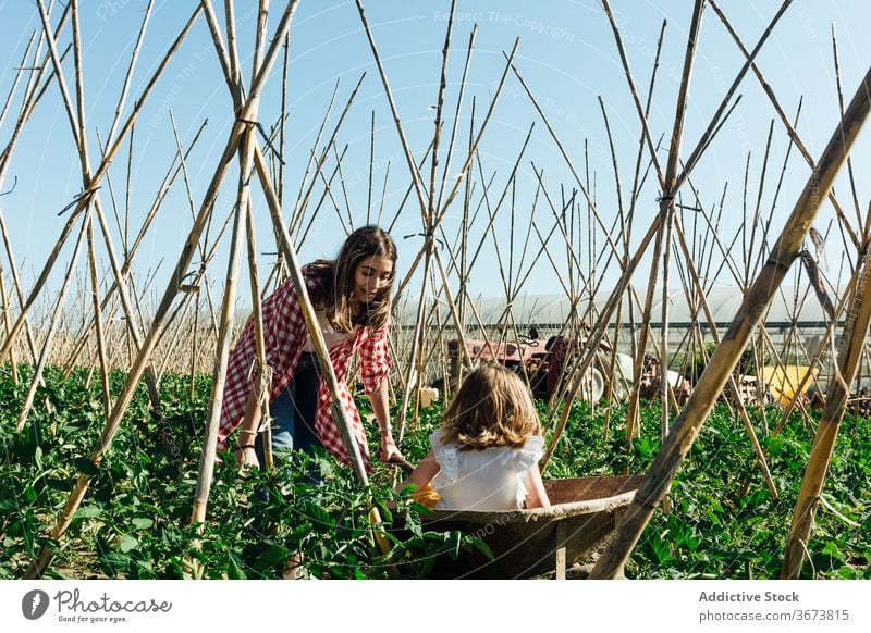 Glückliches Mädchen sitzt in Schubkarre in der Nähe lachende Mutter im Garten Spaß haben Tomate Buchse Gartenbau kleben Landschaft Blauer Himmel Kinderbetreuung