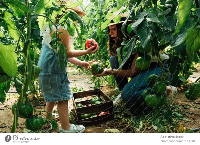 Überrumpelter Gärtner pflückt mit Tochter Tomaten im Gewächshaus Mutter pflücken Ernte Buchse grün Mund geöffnet Kasten Gartenbau interagieren erstaunt