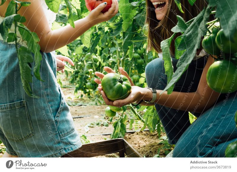 Überrumpelter Gärtner pflückt mit Tochter Tomaten im Gewächshaus Mutter pflücken Ernte Buchse grün Kasten Gartenbau interagieren erstaunt überrascht Baum