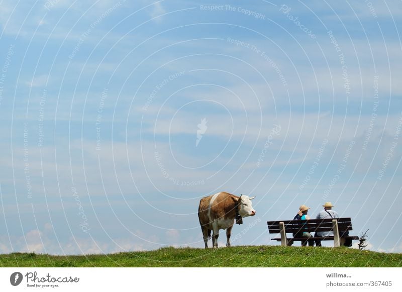 Eine braungescheckte Kuh steht neben einer Bank mit zwei Wanderern sitzen Paar beobachten lustig Erholung Pause Irritation Strohhut Bayern Alm Textfreiraum