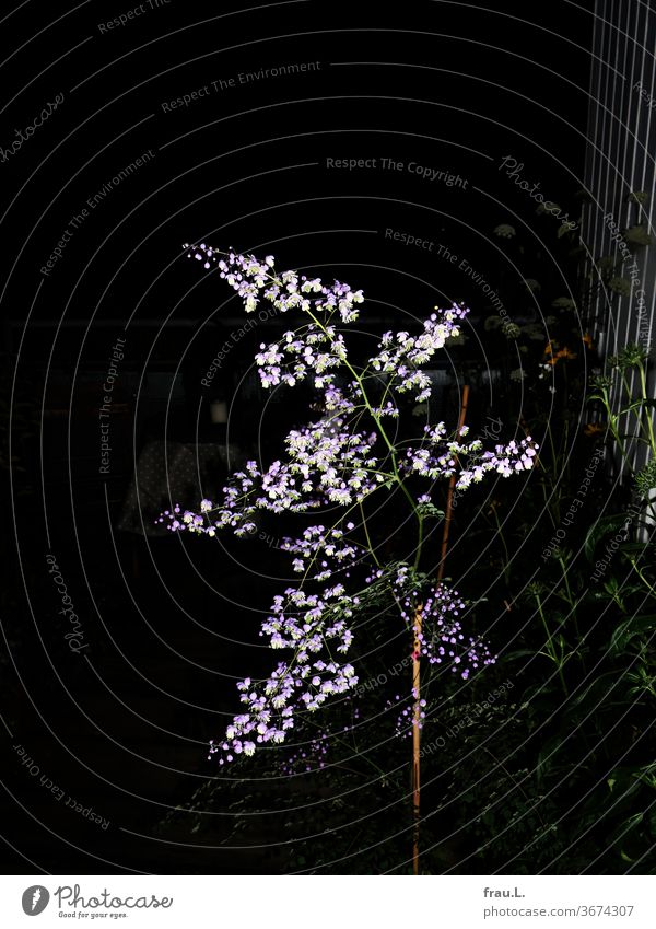 Etwas eitel – wie sie nun mal war – genoss die Chinesische Wiesenraute es sehr, mit ihrer Blütenpracht im Zentrum des Blitzlichtgewitters zu stehen. Blumen