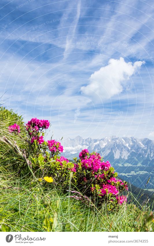 Almrausch vor dem Dachsteinmassiv Alpenrose Wildpflanze Berge u. Gebirge Natur Pflanze Blüte Ausflug Ferien & Urlaub & Reisen Kontrast Sonnenlicht Tourismus