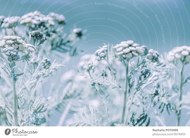 Gefrostete Blumen gefrorene Blumen Winter Schnee kalt Natur Frost Eis Eiskristall frieren Raureif Eisblumen blau Außenaufnahme weiß Dezember Detailaufnahme