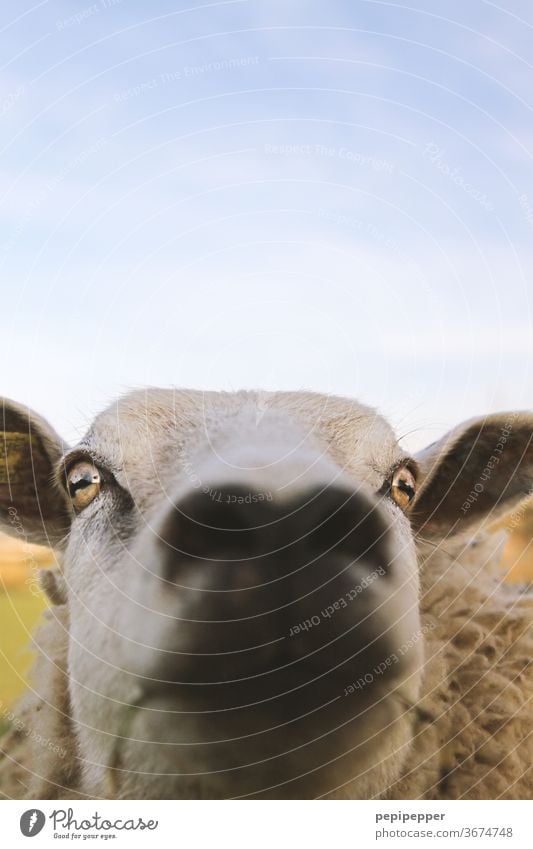 Schaf – unscharf Tier Nutztier Außenaufnahme Farbfoto Tierporträt Gras Natur Menschenleer Wolle Wiese Tag Fell Weide Schafherde Tiergesicht Schnauze Nase