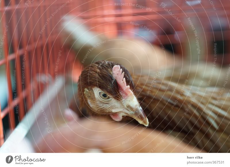Als das Huhn auf dem Wochenmarkt war Tier Nutztier Tiergesicht Haushuhn 1 Kamm wählen beobachten Denken füttern lernen träumen Traurigkeit warten einfach