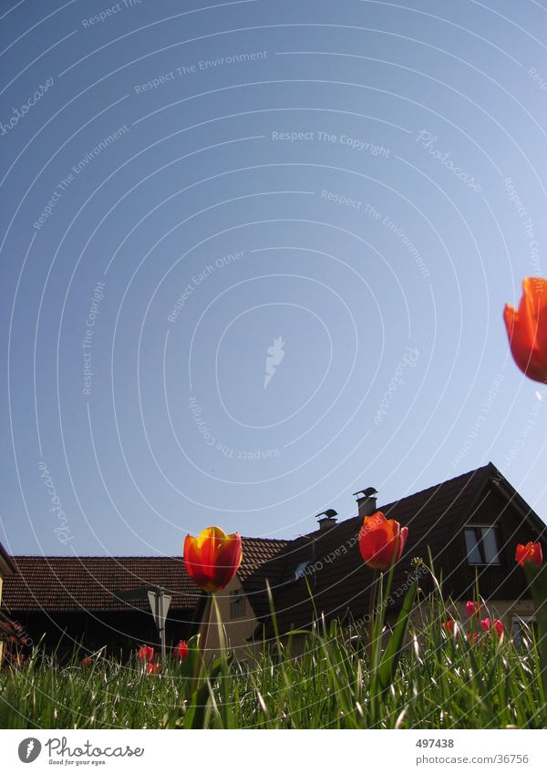 Käferperspektive Tulpe Gras Haus Hochformat Blume Froschperspektive Blauer Himmel