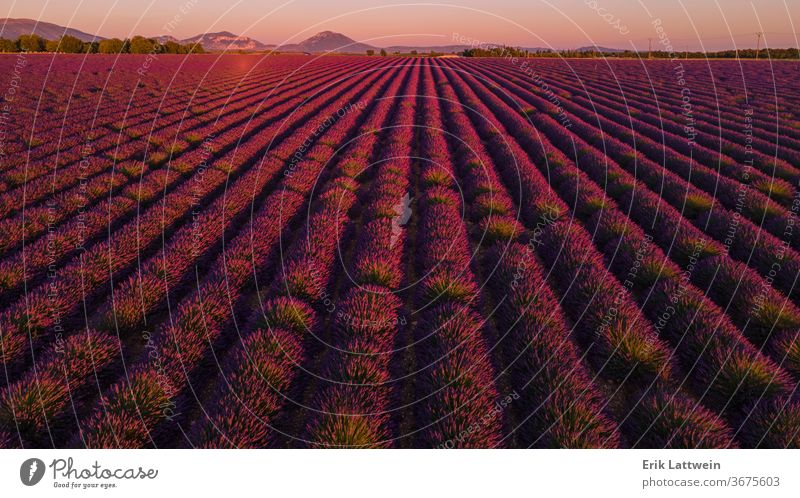 Wunderschöne Lavendelfelder in Frankreich Provence Feld Blume Landschaft Pflanze Valensole Europa natürlich Plateau purpur ländlich alpes-de-haute-provence