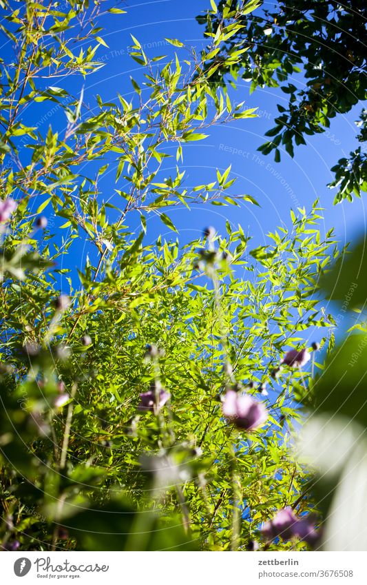 Bambus und Herbstanemonen ast baum blume blühen blüte erholung ferien garten gras himmel kleingarten kleingartenkolonie menschenleer natur pflanze rasen ruhe