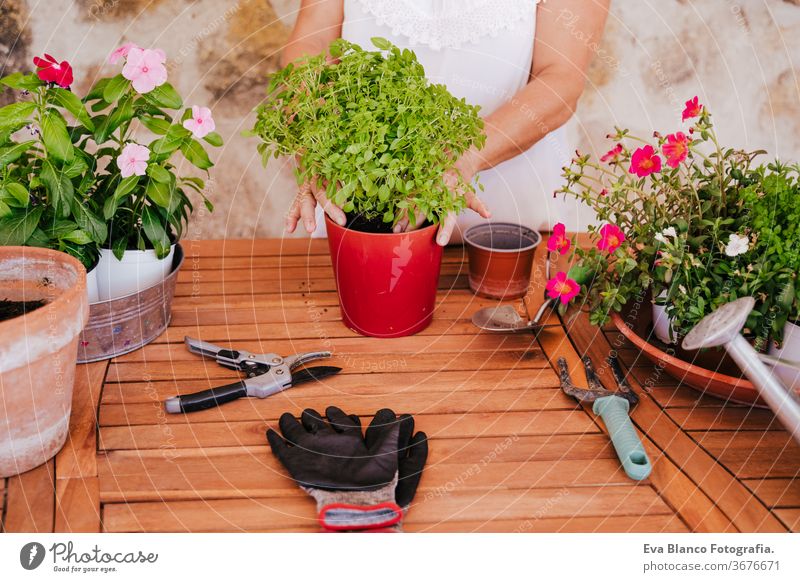 nicht erkennbare Frau mittleren Alters, die mit Pflanzen im Freien arbeitet, Gartenkonzept. Natur unkenntlich Lebensmitte 60s in den Ruhestand getreten